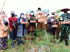 Bupati Bersama Unsur Forkopimda Panen Raya Cabai Merah di Kecamatan Betara