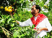 Jokowi Kunjungi Ladang Penghasil Jeruk Kuta Mbelin LMD Tanah Karo