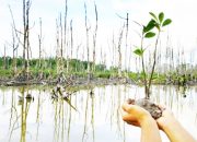 Proyek PEN Rehabilitasi Mangrove di Belitung dan Beltim Dukung Ekonomi Masyarakat