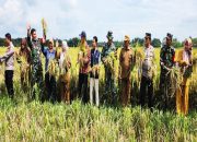 Panen Raya Padi di Desa Paya Bakung, Petani Sambut Kenaikan Harga Gabah