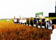 Panen Raya Padi di Hamparan Perak: Simbol Ketahanan Pangan dan Gotong Royong Petani Deli Serdang