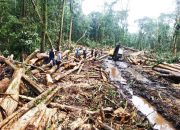 Selamatkan Kawasan Hutan Tele dari Kehancuran: Krisis Ekologis dan Perlawanan Masyarakat Adat di Tanah Batak
