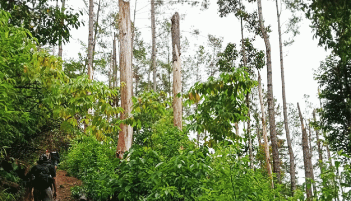 Warga Kenegerian Ambarita Tuntut Keadilan atas Dugaan Perusakan Hutan oleh Koperasi Parna Jaya Sejahtera